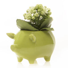 Load image into Gallery viewer, Pot, 5.5in, Pig - Floral Acres Greenhouse & Garden Centre