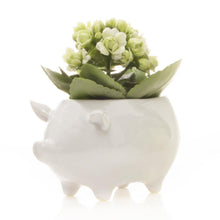 Load image into Gallery viewer, Pot, 5.5in, Pig - Floral Acres Greenhouse & Garden Centre