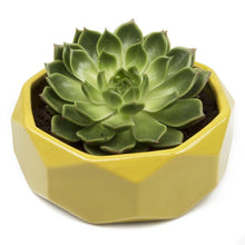 Load image into Gallery viewer, Planter, 8in, Discus Modern Garden Planters - Floral Acres Greenhouse & Garden Centre