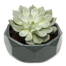 Load image into Gallery viewer, Planter, 8in, Discus Modern Garden Planters - Floral Acres Greenhouse & Garden Centre