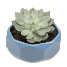 Load image into Gallery viewer, Planter, 8in, Discus Modern Garden Planters - Floral Acres Greenhouse & Garden Centre