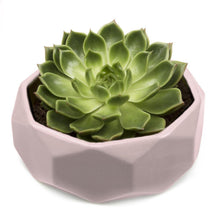 Load image into Gallery viewer, Planter, 8in, Discus Modern Garden Planters