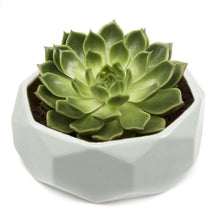 Load image into Gallery viewer, Planter, 8in, Discus Modern Garden Planters - Floral Acres Greenhouse & Garden Centre