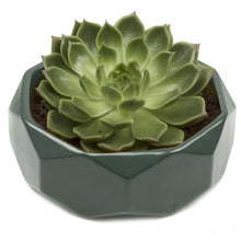 Load image into Gallery viewer, Planter, 8in, Discus Modern Garden Planters - Floral Acres Greenhouse & Garden Centre