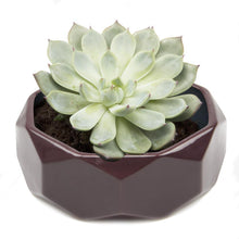 Load image into Gallery viewer, Planter, 8in, Discus Modern Garden Planters - Floral Acres Greenhouse & Garden Centre