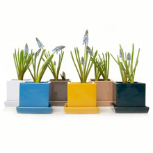 Load image into Gallery viewer, Pot & Saucer, 2.5in, Cube - Floral Acres Greenhouse & Garden Centre