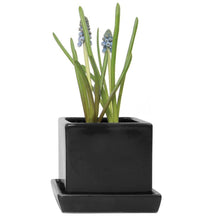 Load image into Gallery viewer, Pot & Saucer, 2.5in, Cube - Floral Acres Greenhouse & Garden Centre