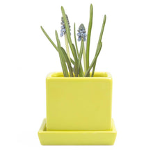 Load image into Gallery viewer, Pot & Saucer, 2.5in, Cube - Floral Acres Greenhouse & Garden Centre