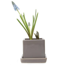 Load image into Gallery viewer, Pot & Saucer, 2.5in, Cube - Floral Acres Greenhouse & Garden Centre