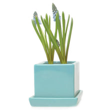 Load image into Gallery viewer, Pot & Saucer, 2.5in, Cube - Floral Acres Greenhouse & Garden Centre