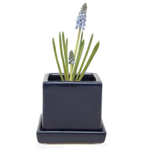 Load image into Gallery viewer, Pot & Saucer, 2.5in, Cube - Floral Acres Greenhouse & Garden Centre