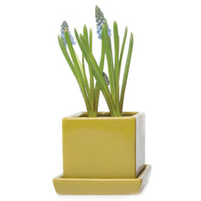 Load image into Gallery viewer, Pot & Saucer, 2.5in, Cube - Floral Acres Greenhouse & Garden Centre