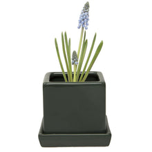 Load image into Gallery viewer, Pot & Saucer, 2.5in, Cube - Floral Acres Greenhouse & Garden Centre