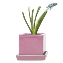Load image into Gallery viewer, Pot & Saucer, 2.5in, Cube - Floral Acres Greenhouse & Garden Centre