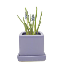 Load image into Gallery viewer, Pot & Saucer, 2.5in, Cube - Floral Acres Greenhouse & Garden Centre