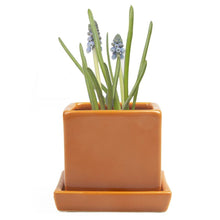 Load image into Gallery viewer, Pot & Saucer, 2.5in, Cube - Floral Acres Greenhouse & Garden Centre