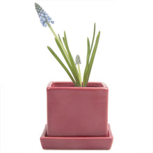 Load image into Gallery viewer, Pot & Saucer, 2.5in, Cube