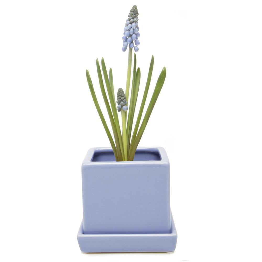 Pot & Saucer, 2.5in, Cube