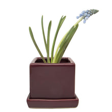 Load image into Gallery viewer, Pot & Saucer, 2.5in, Cube - Floral Acres Greenhouse & Garden Centre