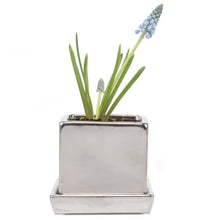 Load image into Gallery viewer, Pot & Saucer, 2.5in, Cube - Floral Acres Greenhouse & Garden Centre