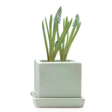Load image into Gallery viewer, Pot & Saucer, 2.5in, Cube - Floral Acres Greenhouse & Garden Centre