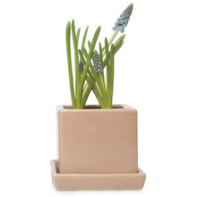 Load image into Gallery viewer, Pot & Saucer, 2.5in, Cube - Floral Acres Greenhouse & Garden Centre