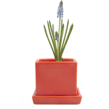 Load image into Gallery viewer, Pot & Saucer, 2.5in, Cube - Floral Acres Greenhouse & Garden Centre