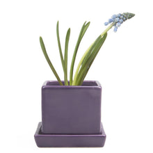 Load image into Gallery viewer, Pot & Saucer, 2.5in, Cube - Floral Acres Greenhouse & Garden Centre