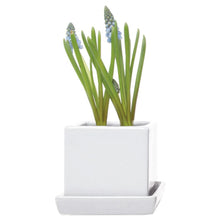 Load image into Gallery viewer, Pot & Saucer, 2.5in, Cube - Floral Acres Greenhouse & Garden Centre