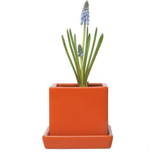 Load image into Gallery viewer, Pot & Saucer, 2.5in, Cube - Floral Acres Greenhouse & Garden Centre