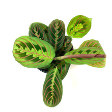 Load image into Gallery viewer, Maranta, 4in, Red