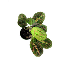 Load image into Gallery viewer, Maranta, 4in, Red