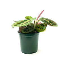 Load image into Gallery viewer, Maranta, 4in, Red