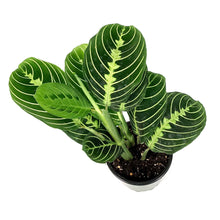 Load image into Gallery viewer, Maranta, 4in, Lemon Lime