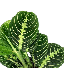 Load image into Gallery viewer, Maranta, 4in, Lemon Lime