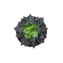 Load image into Gallery viewer, Succulent, 2in, Echeveria Echoc - Floral Acres Greenhouse & Garden Centre