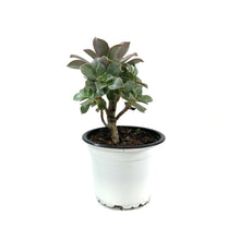 Load image into Gallery viewer, Succulent, 3.5in, Aeonium Stripe - Floral Acres Greenhouse & Garden Centre