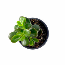 Load image into Gallery viewer, Succulent, 3.5in, Crassula Baby Jade - Floral Acres Greenhouse & Garden Centre