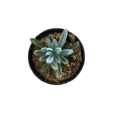 Load image into Gallery viewer, Succulent, 2in, Blue Chalk Sticks - Floral Acres Greenhouse & Garden Centre