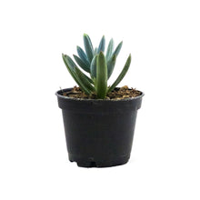Load image into Gallery viewer, Succulent, 2in, Blue Chalk Sticks - Floral Acres Greenhouse & Garden Centre