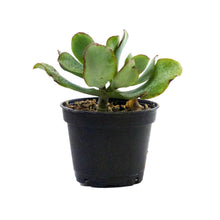 Load image into Gallery viewer, Succulent, 2in, Crassula Curly Grey - Floral Acres Greenhouse & Garden Centre