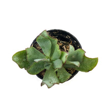 Load image into Gallery viewer, Succulent, 2in, Crassula Curly Grey - Floral Acres Greenhouse & Garden Centre