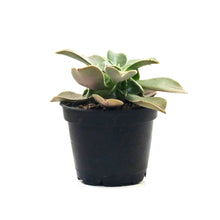 Load image into Gallery viewer, Succulent, 2in, Aeonium Stripe - Floral Acres Greenhouse & Garden Centre