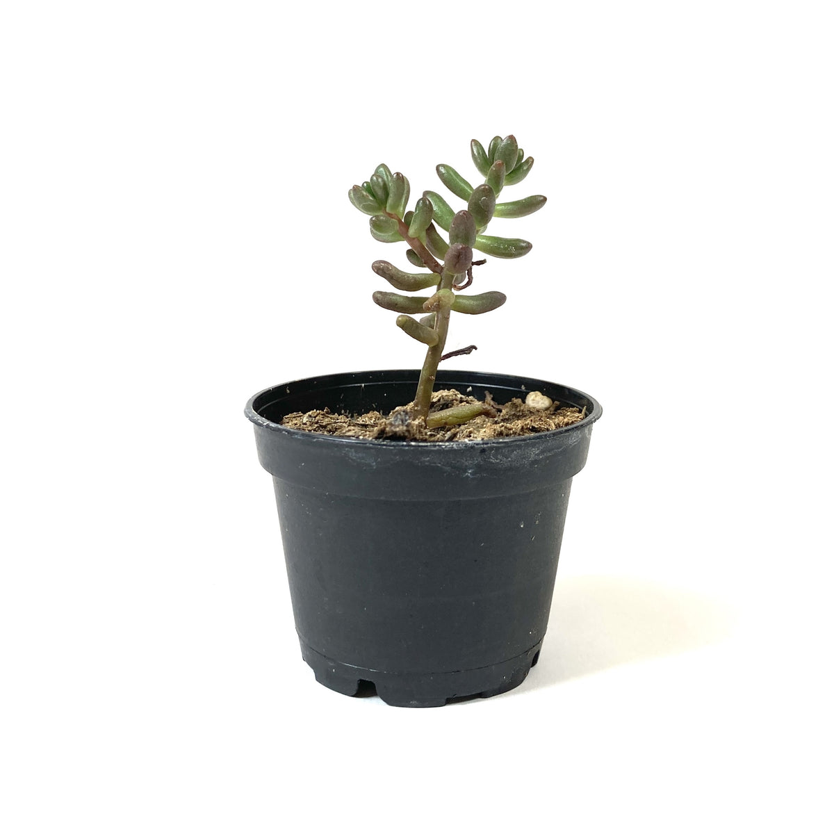 Succulent, 2in, Sedum Jelly Bean - Floral Acres Greenhouse & Garden Centre