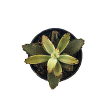 Load image into Gallery viewer, Succulent, 2in, Kalanchoe Chocolate Soldier - Floral Acres Greenhouse & Garden Centre