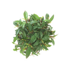 Load image into Gallery viewer, Bonsai, 4in, Eugenia Globulus - Floral Acres Greenhouse & Garden Centre