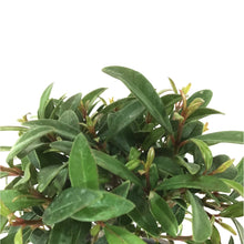 Load image into Gallery viewer, Bonsai, 4in, Eugenia Globulus - Floral Acres Greenhouse & Garden Centre