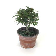 Load image into Gallery viewer, Bonsai, 4in, Eugenia Globulus - Floral Acres Greenhouse & Garden Centre