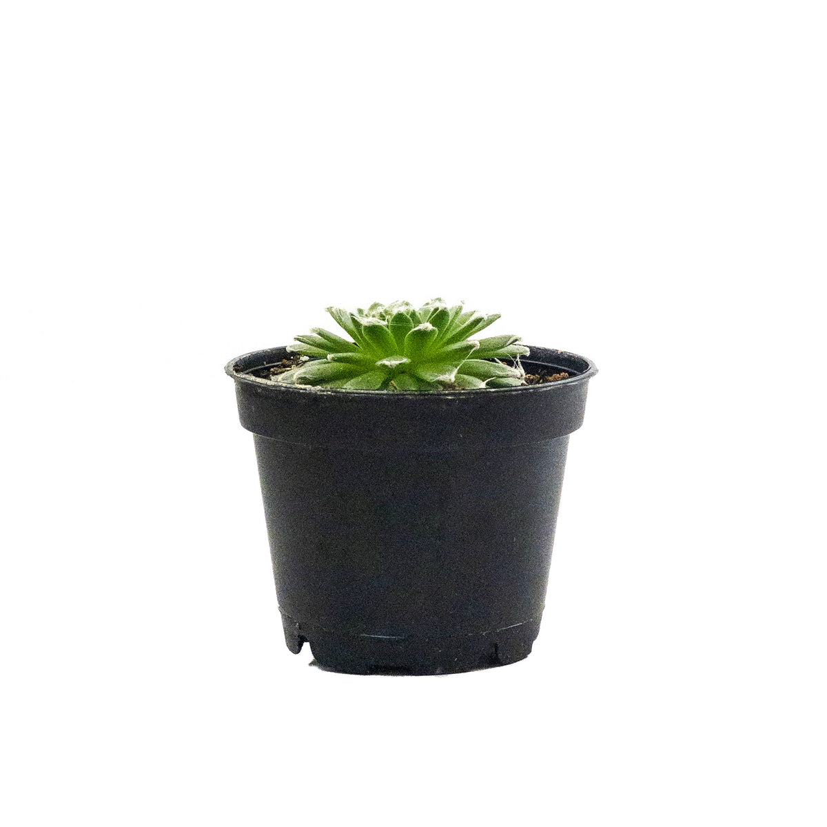 Succulent, 2in, Sempervivum Arachnoideum - Floral Acres Greenhouse & Garden Centre