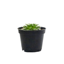 Load image into Gallery viewer, Succulent, 2in, Sempervivum Arachnoideum - Floral Acres Greenhouse & Garden Centre